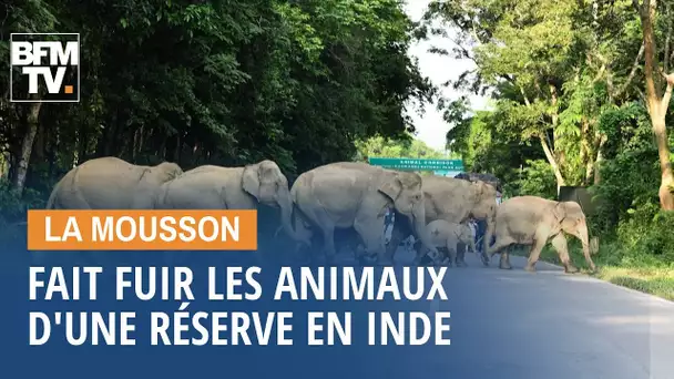 En Inde, les animaux sauvages fuient les inondations dues à la mousson