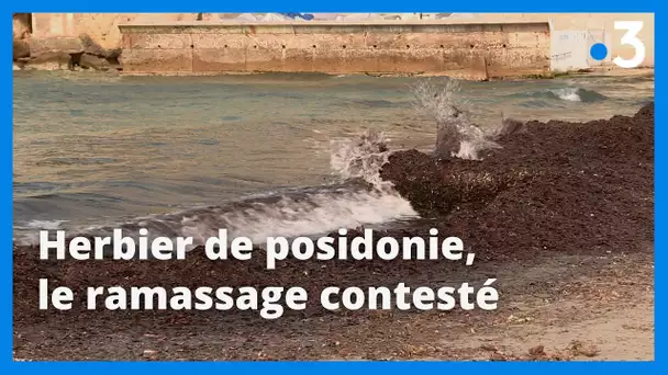 Marseille : polémique autour du ramassage des banquettes de posidonies sensées protéger le littoral