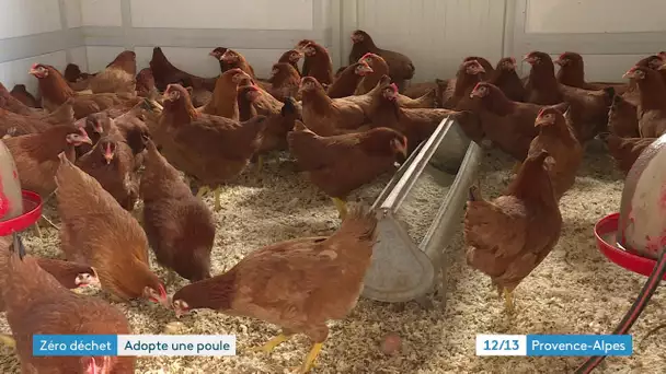 Zéro déchet : adopter une poule pour réduire ses déchets et consommer des œufs frais