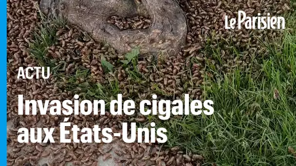 Des millions de cigales envahissent les États-Unis