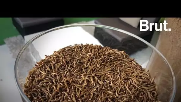 France : la première ferme à insectes comestibles