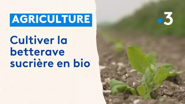 Fin des pesticides dans les cultures de betterave : le bio, c'est possible