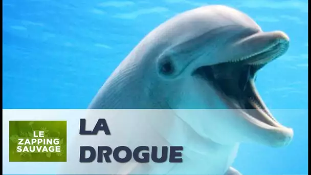 Des dauphins prennent de la drogue - ZAPPING SAUVAGE 61