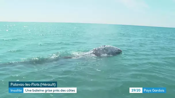 Palavas-les-Flots : un baleineau du Pacifique perdu en mer Méditerranée