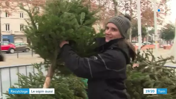 Les sapins de Noël collectés à Gaillac pour être valorisés