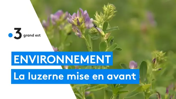La filière luzerne mise en avant en Champagne-Ardenne