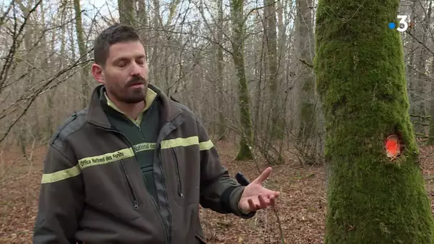 Feuilleton : la forêt dans tous ses états 1/4