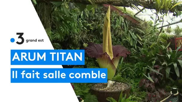 l'Arum titan a fleuri au jardin botanique de Nancy : la foule de visiteurs est ininterrompue