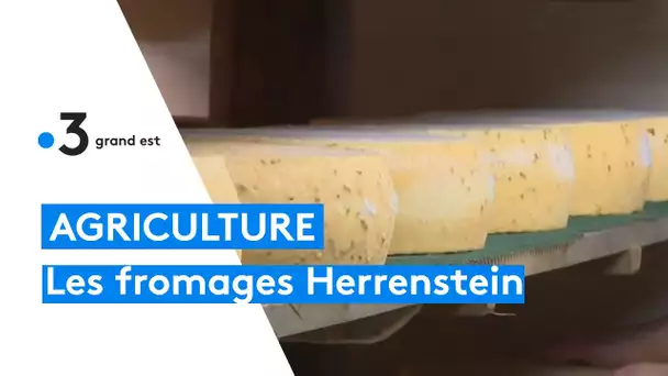 Fabrication de produits laitiers à la ferme Herrenstein