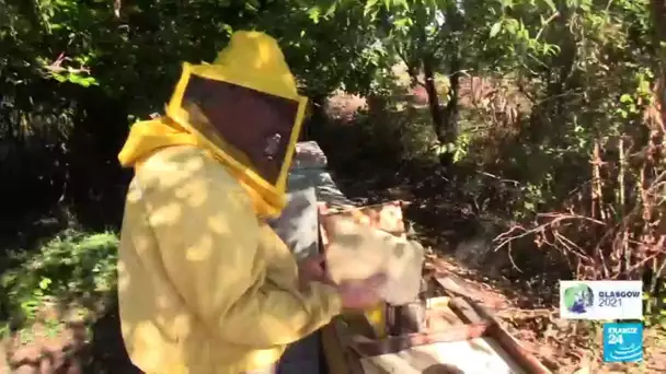 Sécheresse en Sicile : le cri d'alerte des apiculteurs à l'heure de la COP26 • FRANCE 24