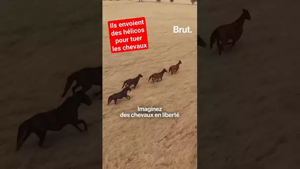 Ils envoient des hélicos pour tuer les chevaux 😧