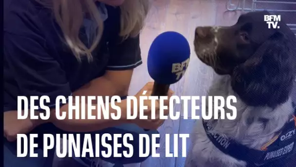 Pour détecter les punaises de lit, il est possible de faire appel à des chiens renifleurs