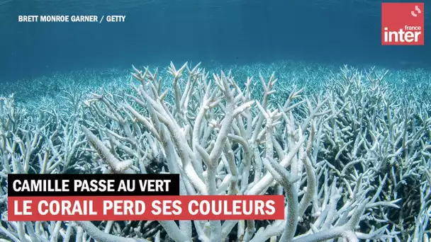 La Grande Barrière de corail perd ses couleurs