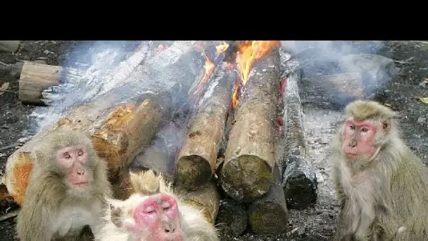 NO COMMENT : des macaques japonais Yaku se rassemblent autour d’un feu de camp pour célébrer l'h…