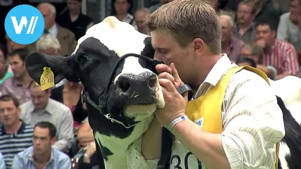 Life of a high-performance cow - Cattle breeding in Germany (Full Documentary)
