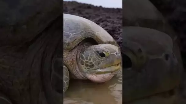 Une tortue plantée au bord de la plage