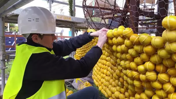 Menton : d'où viennent les agrumes de la fête du citron ?