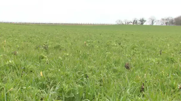 Agriculture : des végétaux contre la sécheresse