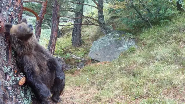 Béarn: un chasseur d'images d'ours condamné par le tribunal de Pau