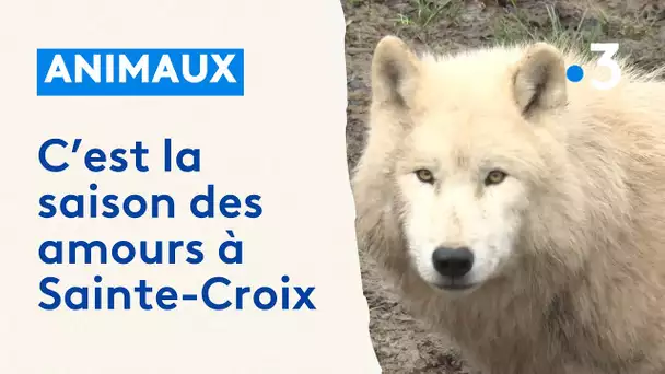 C'est la saison des amours au parc animalier de Sainte-Croix