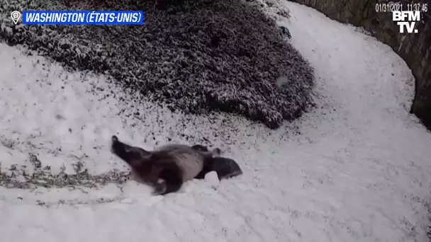 Entre glissades et roulades, ce panda s'éclate dans la neige au zoo de Washington