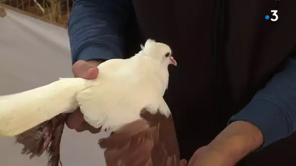 Gallinacés en tous genres au salon des animaux de basse-cour près de Nîmes