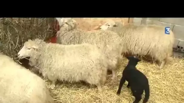 animaux du Puy du Fou au Salon de l&#039;agriculture 2016