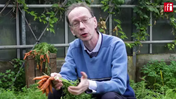 Pourquoi la carotte est orange ?