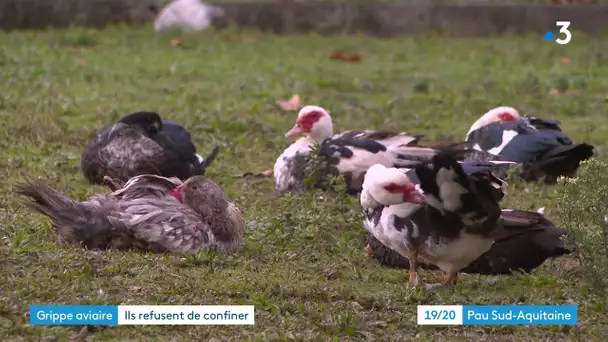 Grippe aviaire : ces éleveurs et particuliers qui refusent de confiner leurs volailles en Béarn.