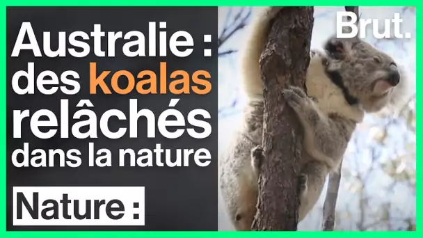 En Australie, les koalas sauvés des récents incendies retrouvent la liberté