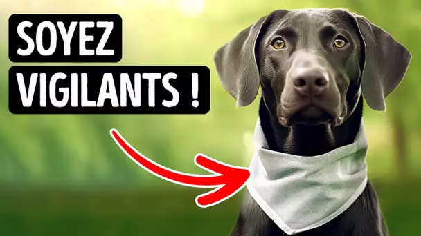 Si Un Chien Porte Ce Bandana, Ne L’Approche Pas !