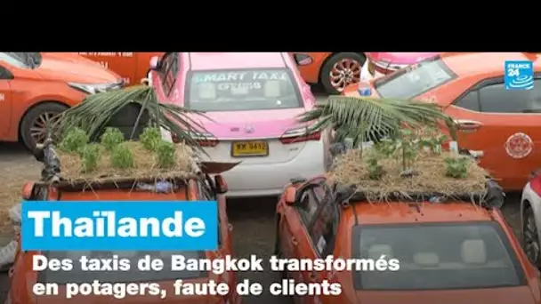 Thaïlande : des taxis de Bangkok transformés en potagers, faute de clients • FRANCE 24