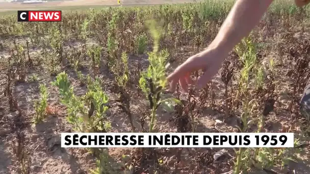 Agriculture : une sécheresse inédite depuis 1959