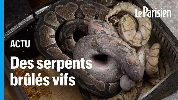 Thaïlande :  le marché de Chatuchak, célèbre pour ses animaux exotiques, ravagé par les flammes