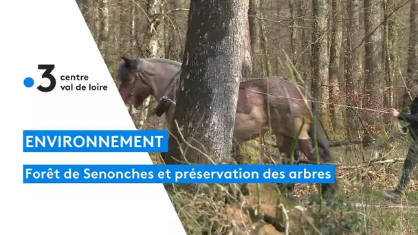 Forêt de Senonches : sensibiliser le public à la préservation des arbres