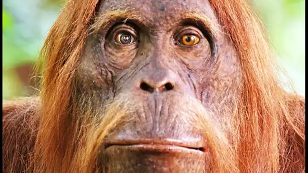 Cet orang-outan est un robot - ZAPPING SAUVAGE