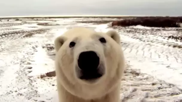 Au pays de l'ours blanc