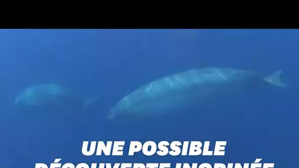 Une nouvelle espèce de baleine à bec découverte au large du Mexique?