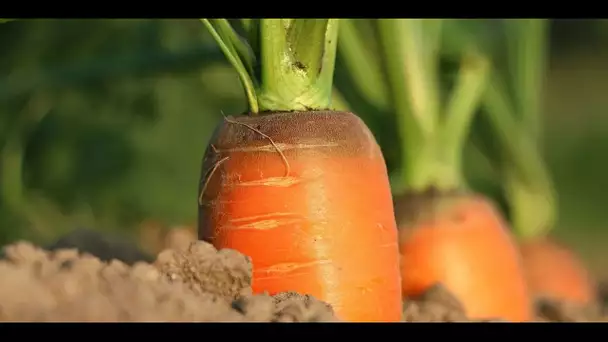 La recette des carottes Vichy