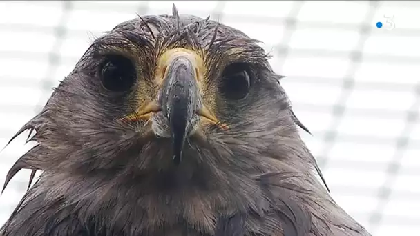 Evita,  l'un des derniers aigles du Chaco, a trouvé refuge au parc "des Aigles du Léman"