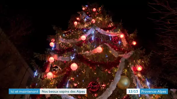 Ici et maintenant : Hautes-Alpes, les secrets de vos sapins de Noël