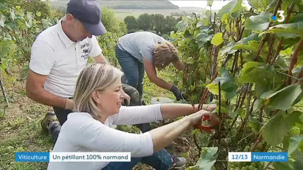 Du vin pétillant 100% normand en Seine-Maritime