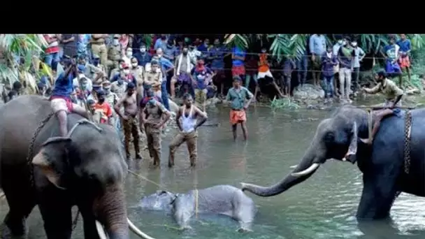 Un crime qui a pleuré le monde ... la mort d'une éléphante enceinte en Inde ... l'a affamé, ....