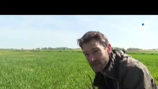 Portrait d'un céréalier de Bugnicourt en ces temps de confinement