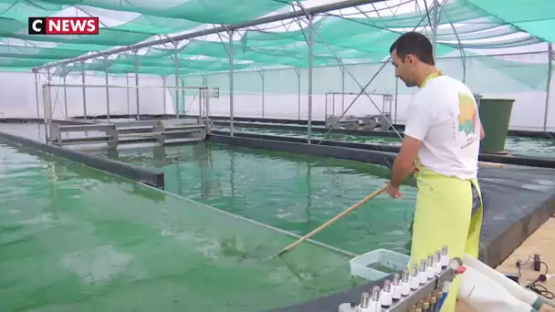 Dordogne : Jean-Marc Constant, ancien éleveur de bovins, s’est mis à la culture de la spiruline