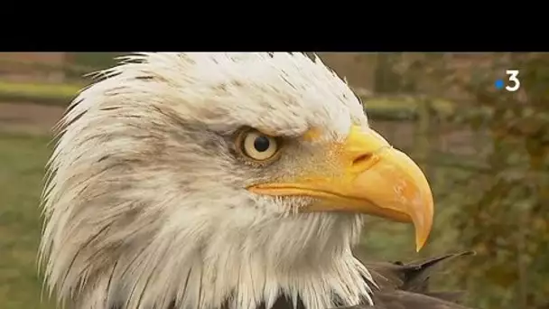 'Voler avec les aigles', le livre de Jacques-Olivier Travers et ses aigles du Léman