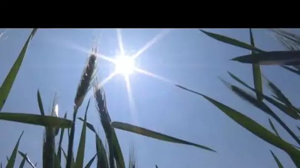 L'Argentine devient le premier pays à autoriser le blé OGM