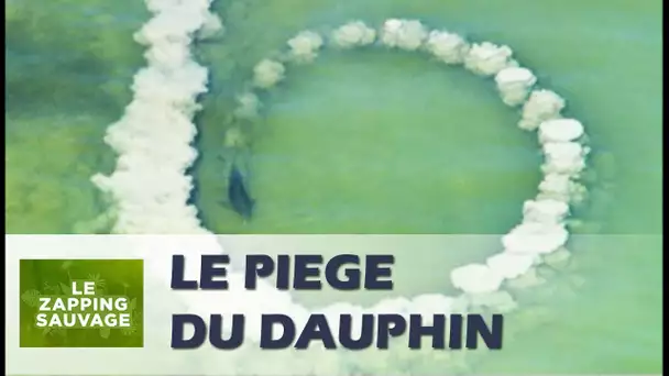 Ce dauphin crée un piège incroyable  - ZAPPING SAUVAGE 69