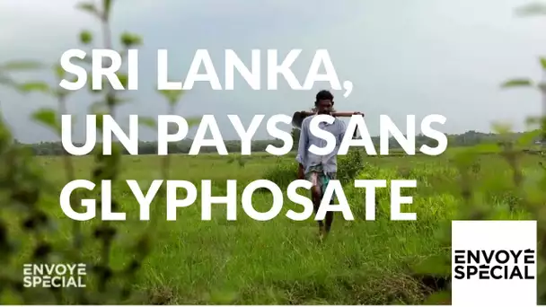 Envoyé spécial. Sri Lanka, un pays sans glyphosate - 17 janvier 2019 (France 2)