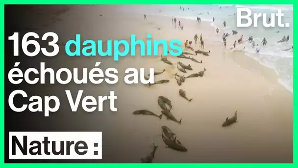 Des dauphins mystérieusement échoués au Cap Vert